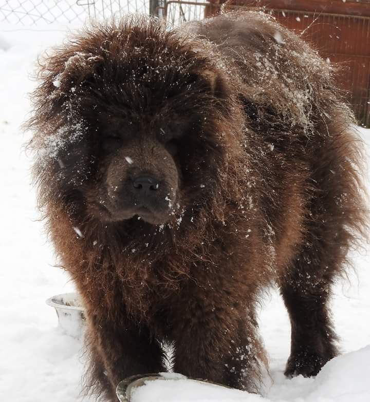 Nita never junior Du Royaume Des Chiens Ours