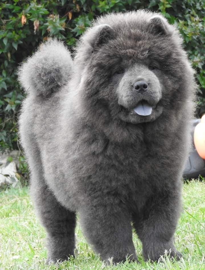Nita never junior Du Royaume Des Chiens Ours